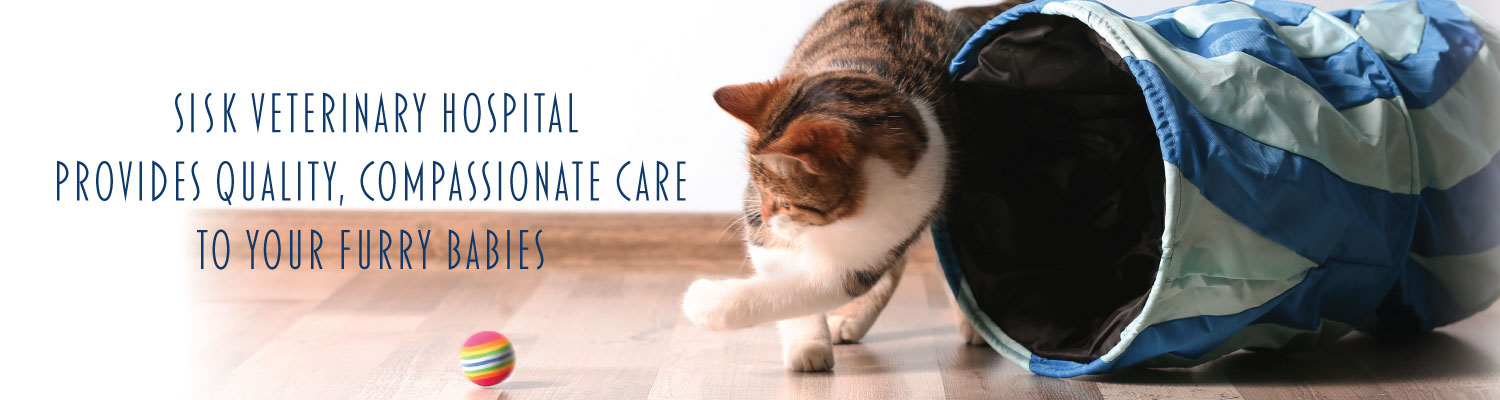 We Provide Quality Passionate Care to your Furbabies